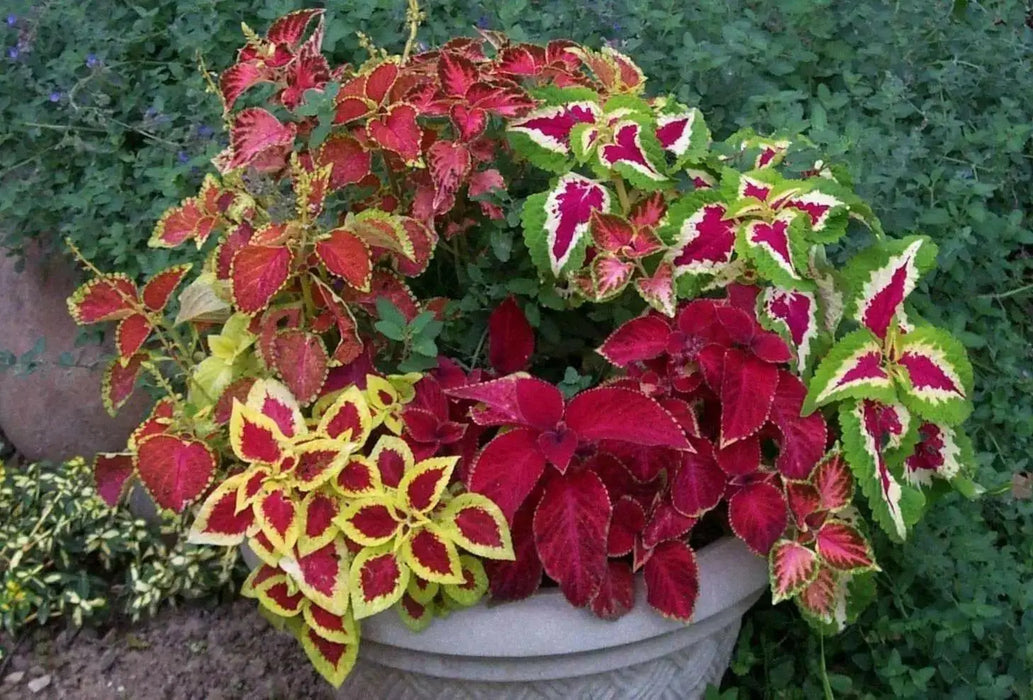 Coleus Seeds - Wizard formula Mix- - Caribbean garden seed