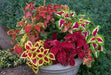 Coleus Seeds - Wizard formula Mix- - Caribbean garden seed