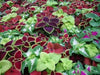 Coleus Seeds - Wizard formula Mix- - Caribbean garden seed