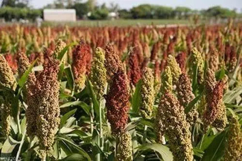 Colored Upright Sorghums Seeds Corn-Ornamental ! - Caribbean garden seed
