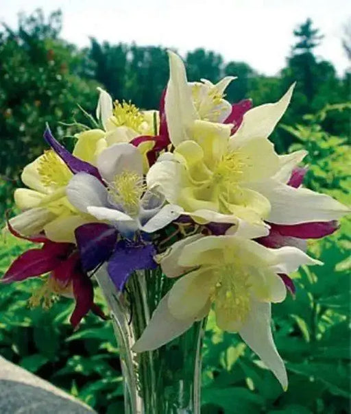 Columbine Seed  (McKana Giants Mix) Perennial FLOWERS - Caribbean garden seed