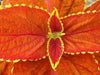 Coleus- Fairway Orange Seeds. Excellent foliage, shade loving annual - Caribbean garden seed