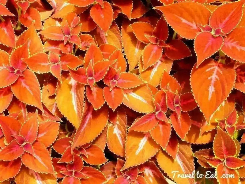 Coleus- Fairway Orange Seeds. Excellent foliage, shade loving annual - Caribbean garden seed