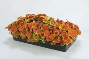 Coleus- Fairway Orange Seeds. Excellent foliage, shade loving annual - Caribbean garden seed