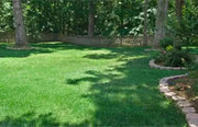 Combat Extreme Lawn Grass Seeds .Transition Zone, Grass Seed blend, three way turf type fescue grass seed - Caribbean garden seed