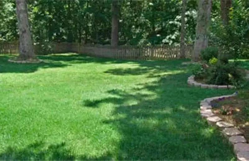 Combat Extreme Lawn Grass Seeds .Transition Zone, Grass Seed blend, three way turf type fescue grass seed - Caribbean garden seed