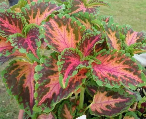 Coleus Wizard ,Coral Sunrise - Very Showy,Easy To Grow, Shade Loving Plant ! - Caribbean garden seed