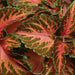 Coleus Wizard ,Coral Sunrise - Very Showy,Easy To Grow, Shade Loving Plant ! - Caribbean garden seed