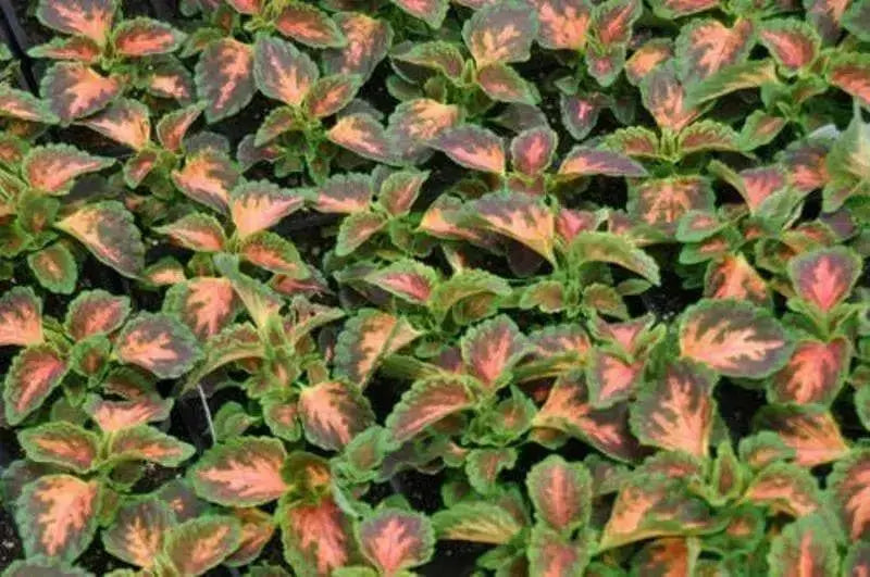 Coleus Wizard ,Coral Sunrise - Very Showy,Easy To Grow, Shade Loving Plant ! - Caribbean garden seed