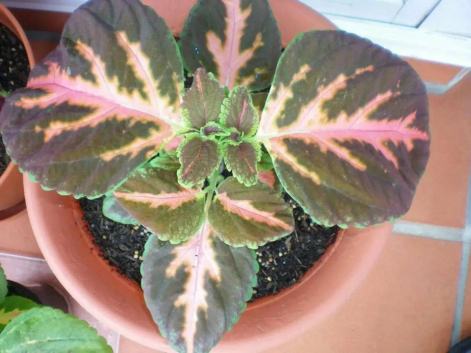 Coleus Wizard ,Coral Sunrise - Very Showy,Easy To Grow, Shade Loving Plant ! - Caribbean garden seed