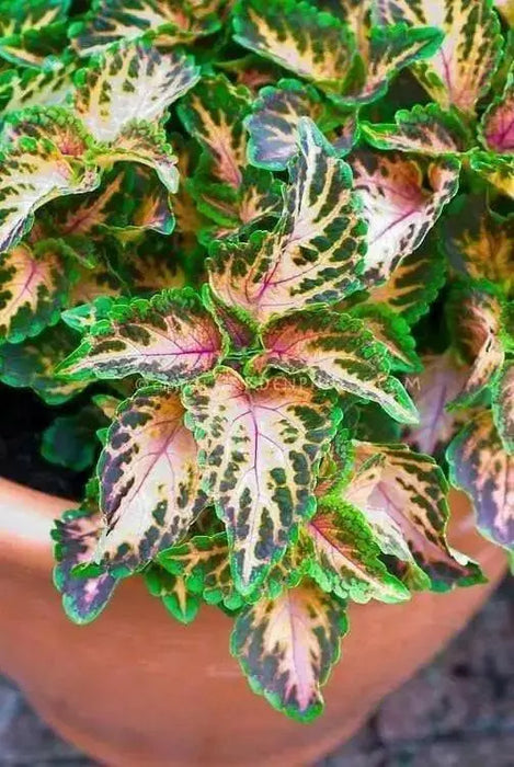 Coleus Wizard ,Coral Sunrise - Very Showy,Easy To Grow, Shade Loving Plant ! - Caribbean garden seed
