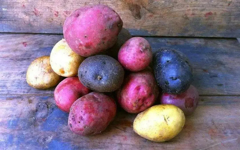 Color Mix-POTATO Seeds (Color mix) Blue, Red, Yellow, White, - Caribbean garden seed