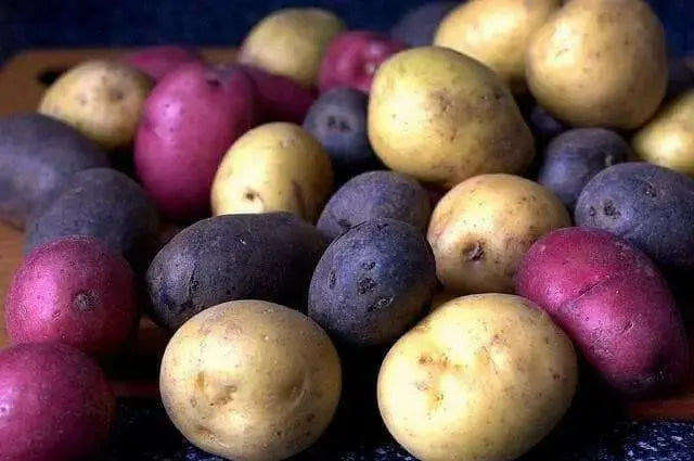 Color Mix-POTATO Seeds (Color mix) Blue, Red, Yellow, White, - Caribbean garden seed