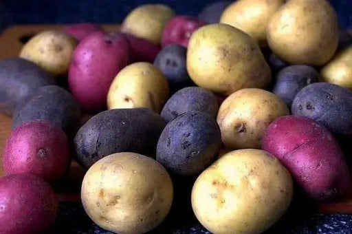 Color Mix-POTATO Seeds (Color mix) Blue, Red, Yellow, White, - Caribbean garden seed