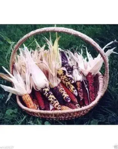 COLORED POPCORN , ornamental and edible - Caribbean garden seed