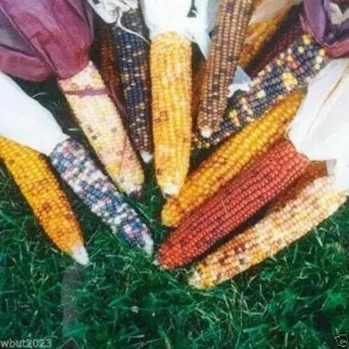 COLORED POPCORN , ornamental and edible - Caribbean garden seed