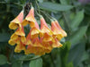 Colombian Climbing Lily SEEDS (Bomarea multiflora) TROPICAL VINE - Caribbean garden seed