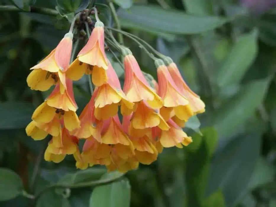 Colombian Climbing Lily SEEDS (Bomarea multiflora) TROPICAL VINE - Caribbean garden seed
