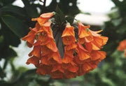 Colombian Climbing Lily SEEDS (Bomarea multiflora) TROPICAL VINE - Caribbean garden seed