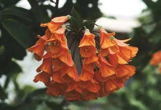 Colombian Climbing Lily SEEDS (Bomarea multiflora) TROPICAL VINE - Caribbean garden seed