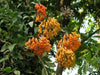 Colombian Climbing Lily SEEDS (Bomarea multiflora) TROPICAL VINE - Caribbean garden seed