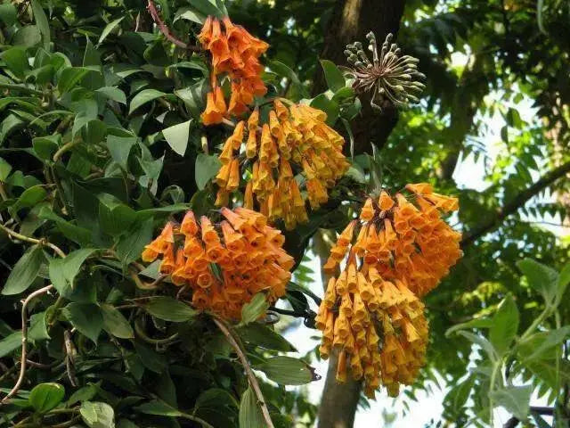 Colombian Climbing Lily SEEDS (Bomarea multiflora) TROPICAL VINE - Caribbean garden seed