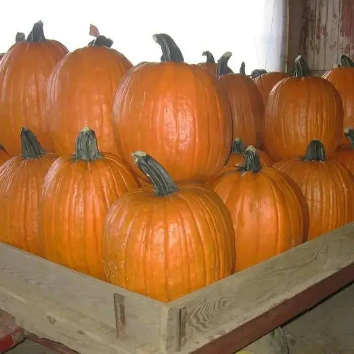 Conestoga Giant (Winter Squash Seeds)  Halloween Pumpkin. - Caribbean garden seed