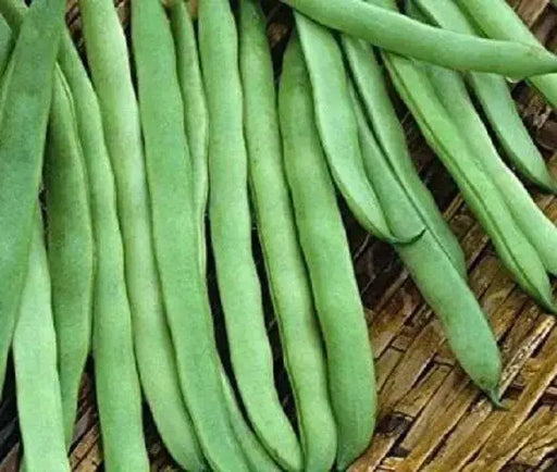 Commodore Bush Bean Seeds. The round stringless and meaty pods make it an excellent home garden bean - Caribbean garden seed
