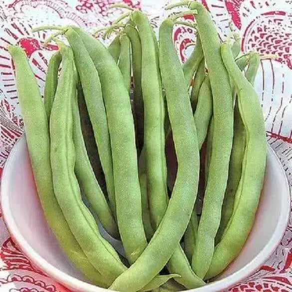Commodore Bush Bean Seeds. The round stringless and meaty pods make it an excellent home garden bean - Caribbean garden seed