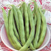 Commodore Bush Bean Seeds. The round stringless and meaty pods make it an excellent home garden bean - Caribbean garden seed