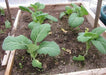 COLLARD Greens, Vates, ORGANIC vegetable  Seeds, - Caribbean garden seed