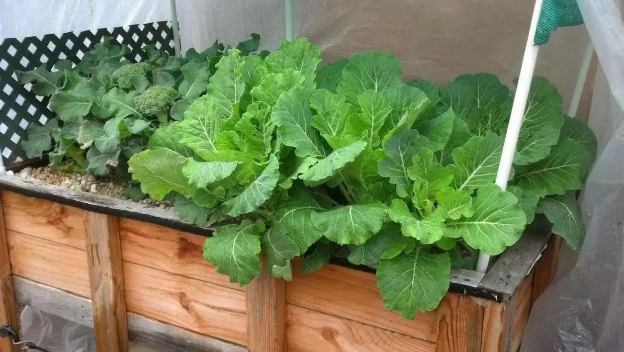 COLLARD Greens, Vates, ORGANIC vegetable  Seeds, - Caribbean garden seed