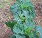 COLLARD Greens, Vates, ORGANIC vegetable  Seeds, - Caribbean garden seed