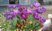 Color Burst Tulip Bulbs,double purple blooms, FALL PLANTING - Caribbean garden seed