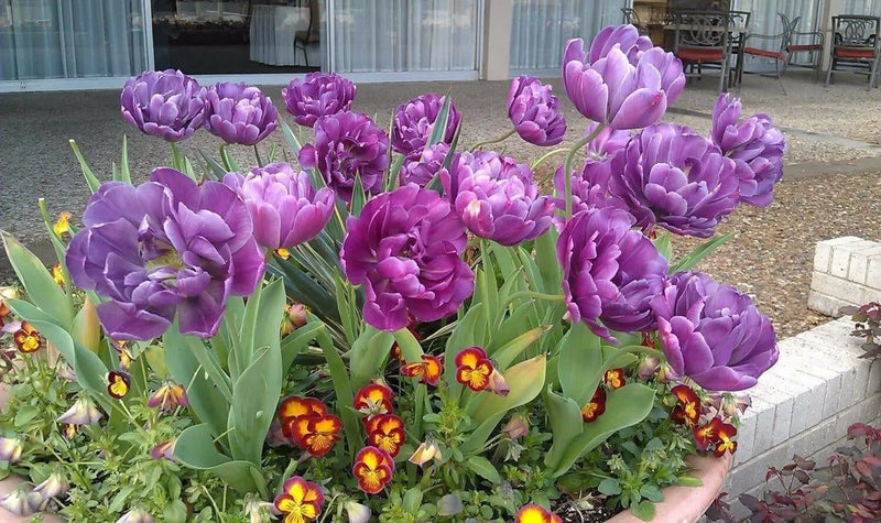 Color Burst Tulip Bulbs,double purple blooms, FALL PLANTING - Caribbean garden seed