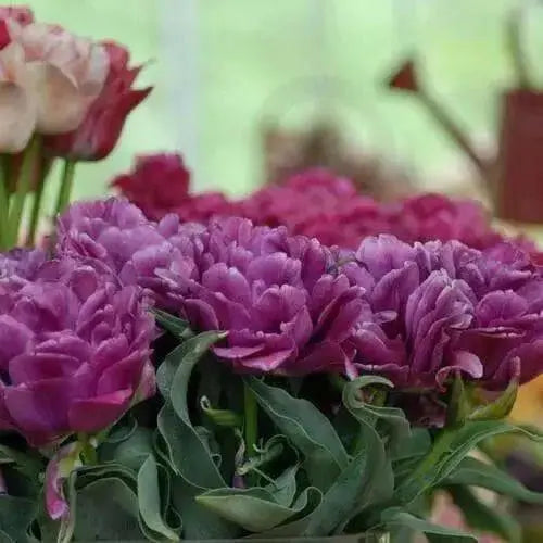 Color Burst Tulip Bulbs,double purple blooms, FALL PLANTING - Caribbean garden seed