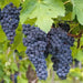 Concord Seedless Grape Vine (2 YR LIVE  Plant) PERENNIAL FRUIT - Caribbean garden seed