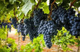 Concord Seedless Grape Vine (2 YR LIVE  Plant) PERENNIAL FRUIT - Caribbean garden seed