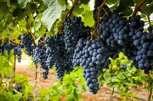 Concord Seedless Grape Vine (2 YR LIVE  Plant) PERENNIAL FRUIT - Caribbean garden seed