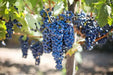 Concord Seedless Grape Vine (2 YR LIVE  Plant) PERENNIAL FRUIT - Caribbean garden seed