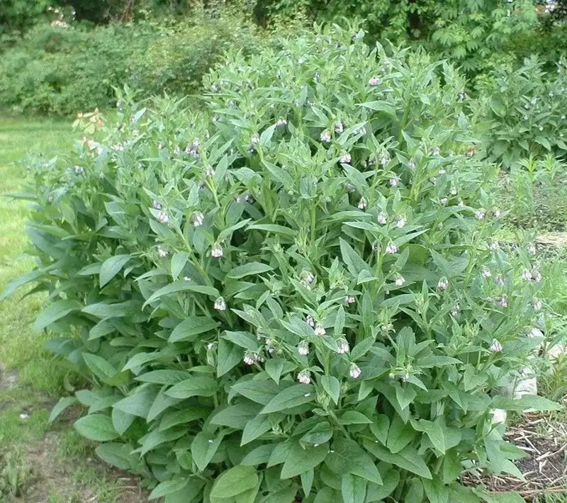 Comfrey Seed, Non-GMO HERB - Caribbean garden seed