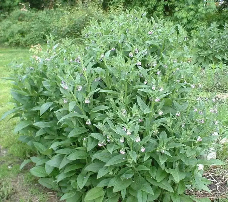 Comfrey Seed, Non-GMO HERB - Caribbean garden seed