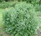 Comfrey Seed, Non-GMO HERB - Caribbean garden seed
