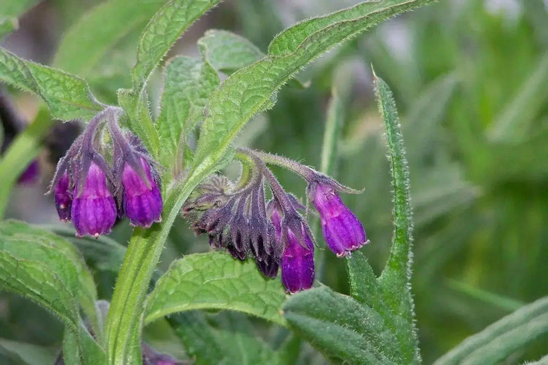 Comfrey Seed, Non-GMO HERB - Caribbean garden seed