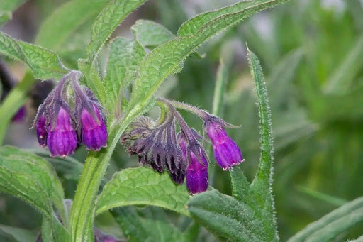 Comfrey Seed, Non-GMO HERB - Caribbean garden seed