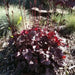 Coral Bells Plant Seeds,Heuchera Palace Purple ,Perennial, Zone: 4-9 - Caribbean garden seed