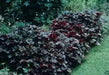 Coral Bells Plant Seeds,Heuchera Palace Purple ,Perennial, Zone: 4-9 - Caribbean garden seed