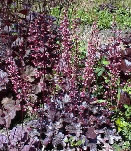 Coral Bells Plant Seeds,Heuchera Palace Purple ,Perennial, Zone: 4-9 - Caribbean garden seed