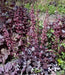 Coral Bells Plant Seeds,Heuchera Palace Purple ,Perennial, Zone: 4-9 - Caribbean garden seed
