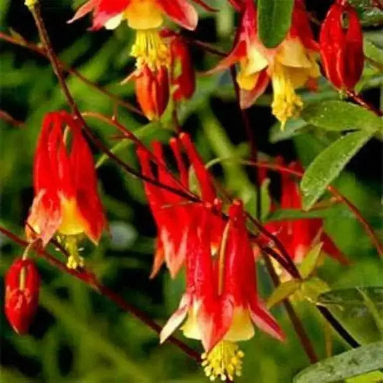 Columbine (BAREROOT/PLANT) Perennial FLOWERS - Caribbean garden seed